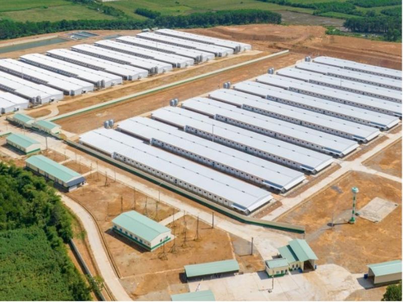 Nhà thép nhẹ cho trang trại chăn nuôi: Giải pháp tối ưu chi phí & Hiệu quả vận hành